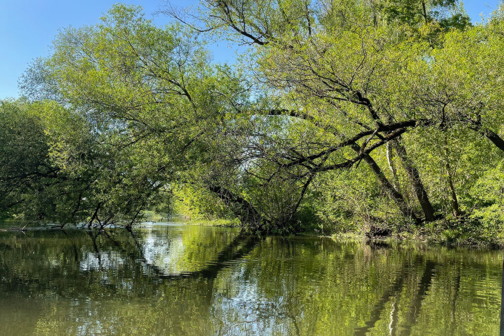 Odporność emocjonalna, jak dąb w obliczu burzy